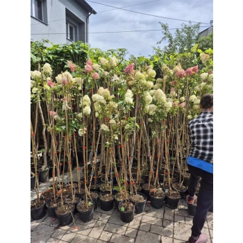 HORTENSJA NA PNIU różowo-kremowa NA WIELOPNIU - sadzonki 130 / 160 cm